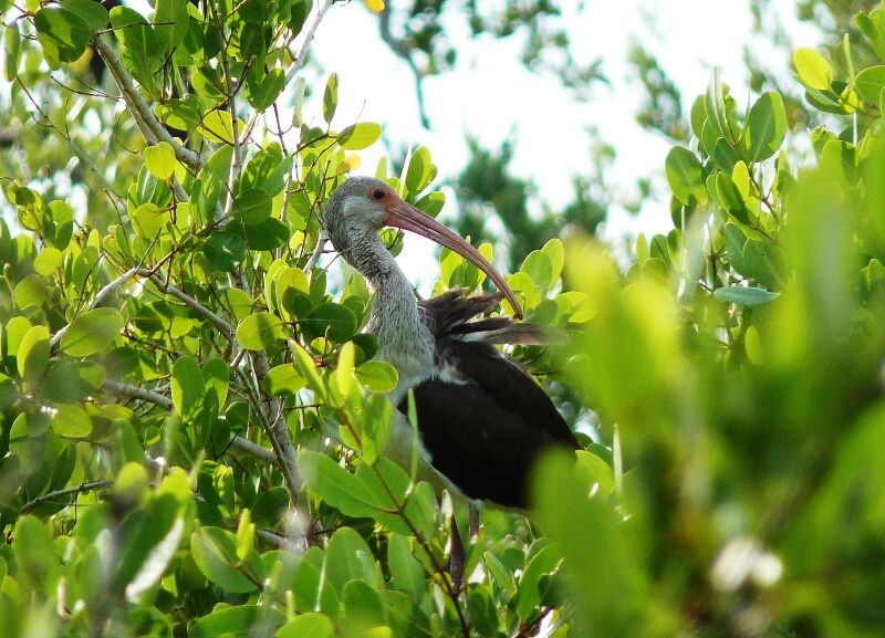 Ibis blanc