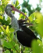 American White Ibis