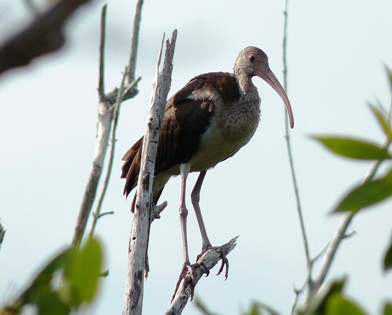 Ibis blanc