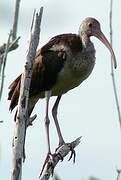 American White Ibis