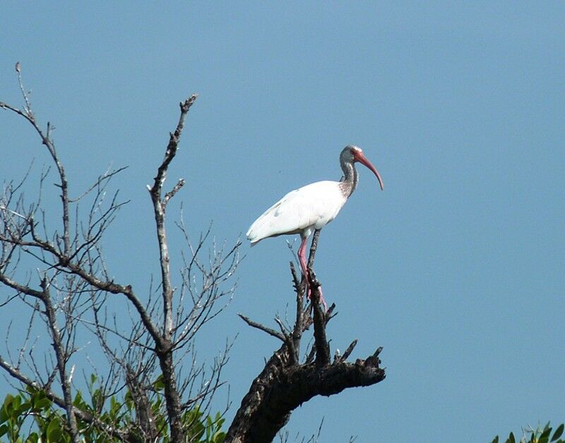 Ibis blanc