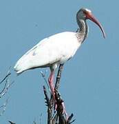 Ibis blanc