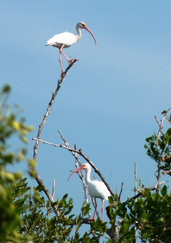 American White Ibis