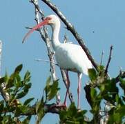 Ibis blanc