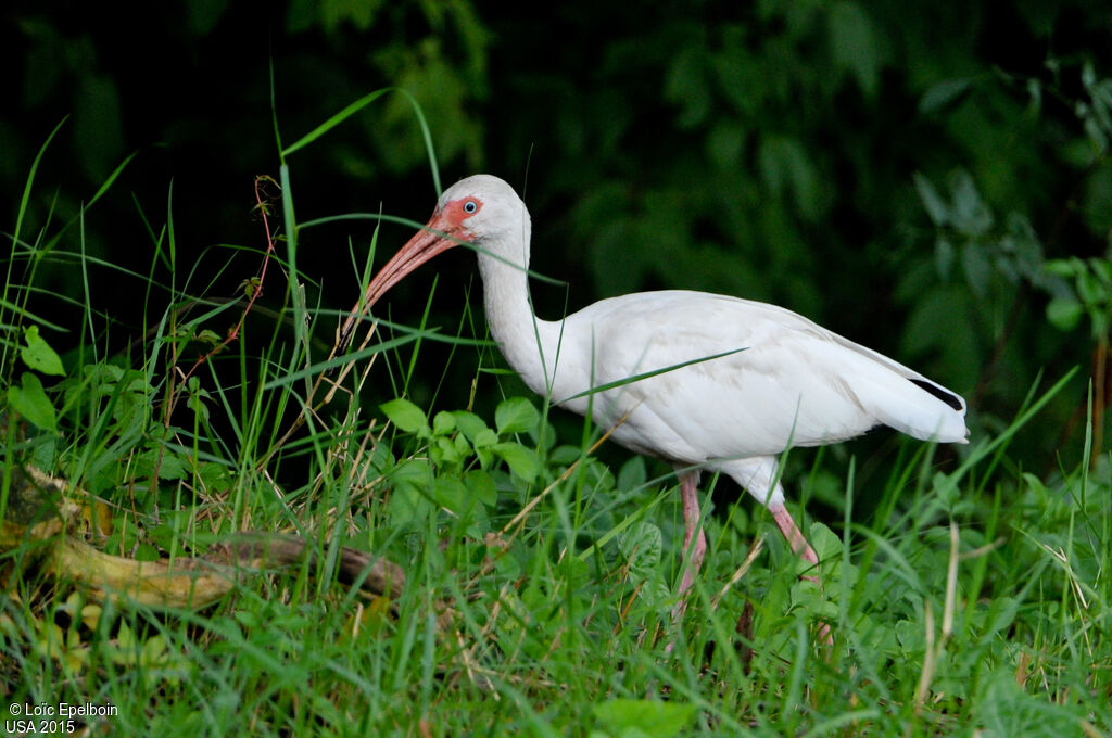 Ibis blanc