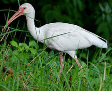 American White Ibis