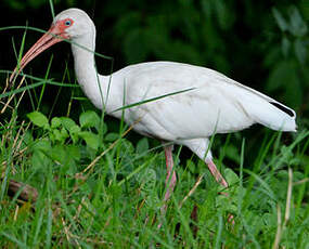 Ibis blanc