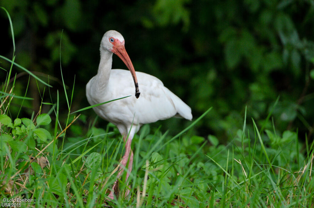 Ibis blanc