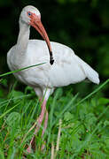 Ibis blanc