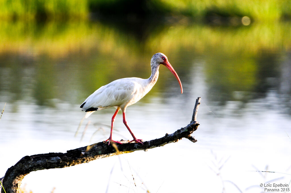 American White Ibis