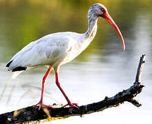 Ibis blanc