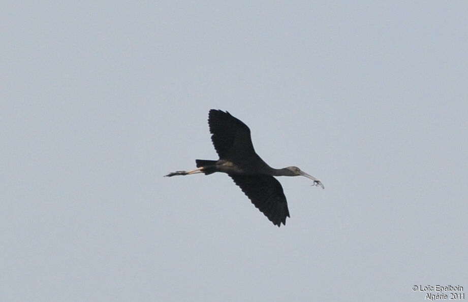 Ibis falcinelle