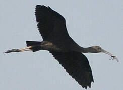 Glossy Ibis