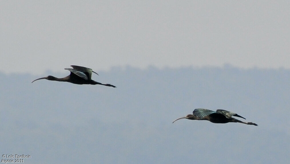 Glossy Ibis