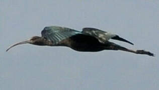 Glossy Ibis