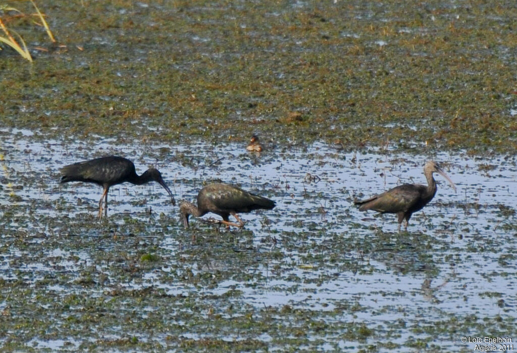 Ibis falcinelle