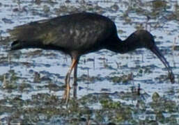 Glossy Ibis