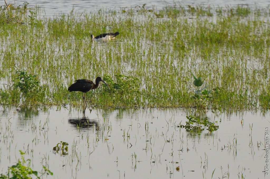 Ibis falcinelle