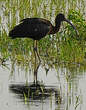 Ibis falcinelle