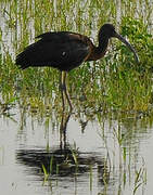 Glossy Ibis