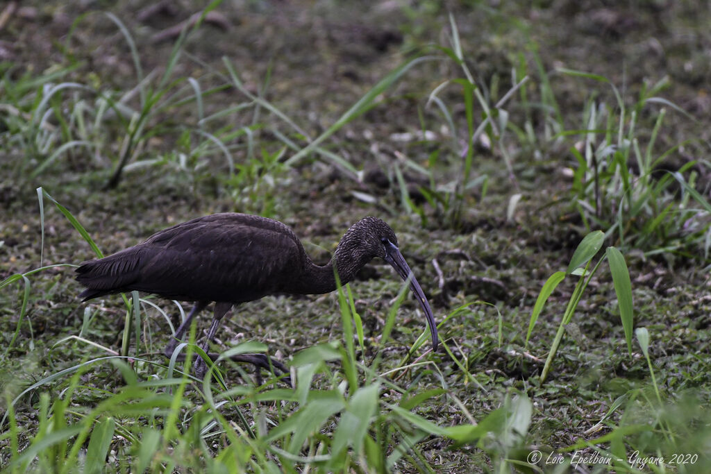 Glossy Ibis