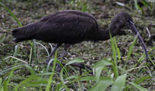 Ibis falcinelle