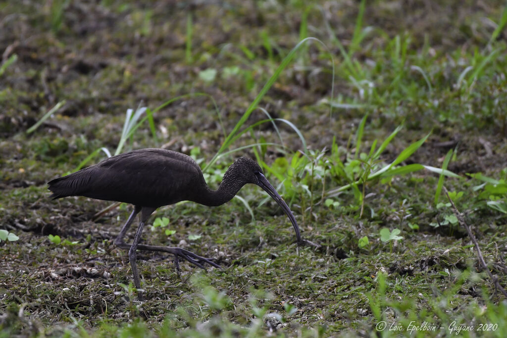 Glossy Ibis