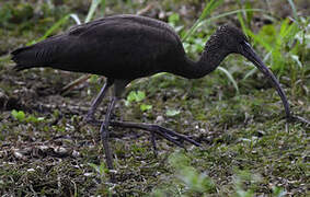 Glossy Ibis