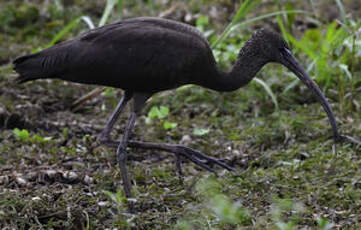 Ibis falcinelle