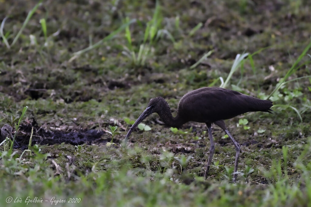 Glossy Ibis