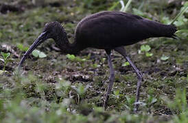 Glossy Ibis