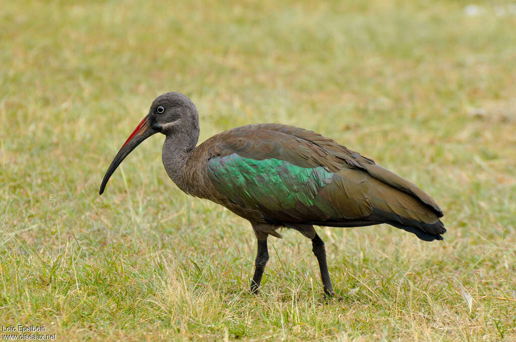 Ibis hagedashadulte, identification