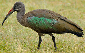 Hadada Ibis