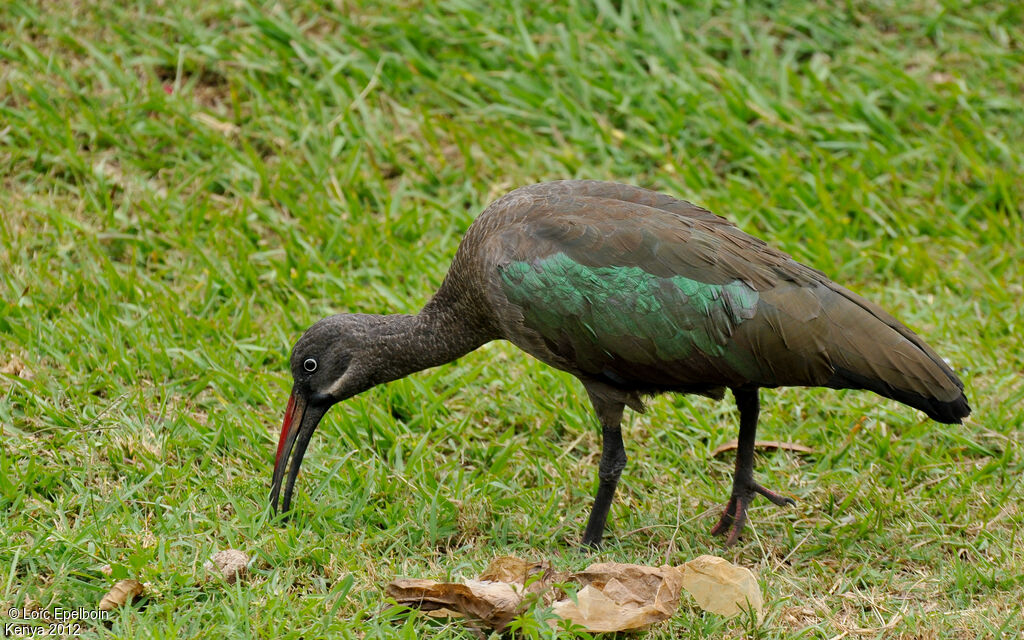 Hadada Ibis