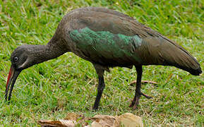 Hadada Ibis