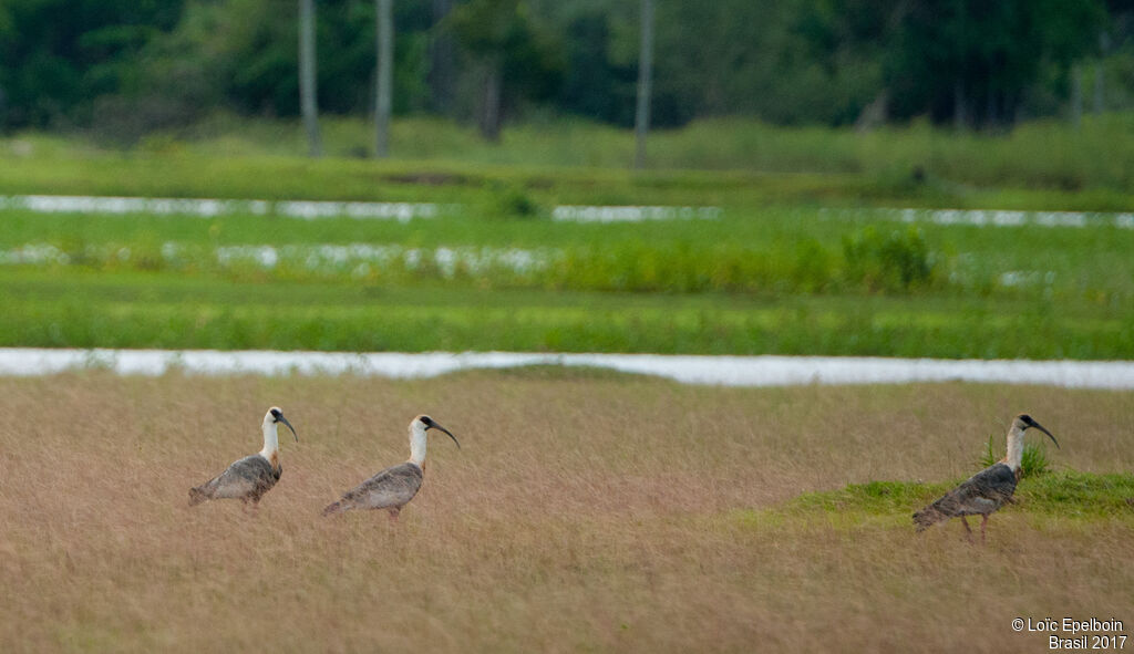 Buff-necked Ibis