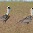 Ibis mandore
