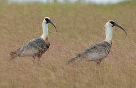 Buff-necked Ibis