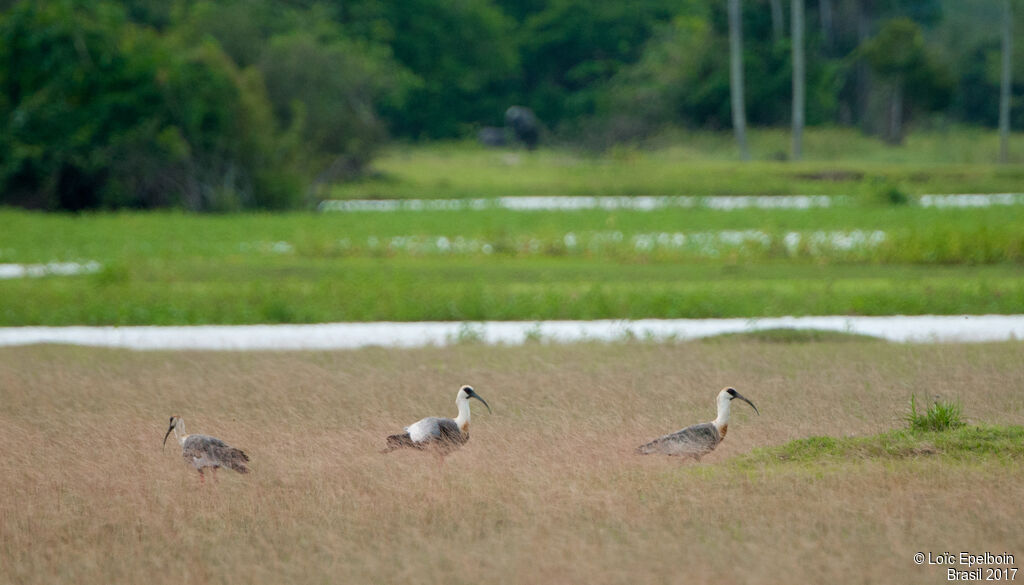 Buff-necked Ibis