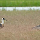 Ibis mandore
