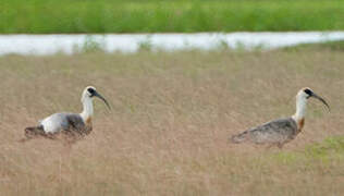 Buff-necked Ibis