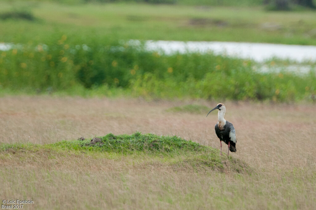 Buff-necked Ibis