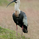 Ibis mandore
