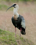 Buff-necked Ibis