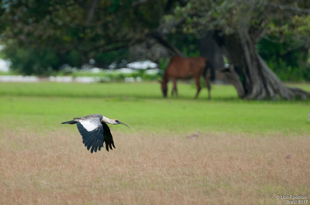 Buff-necked Ibis