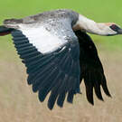 Ibis mandore