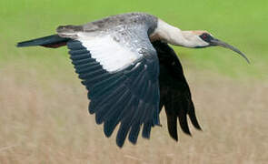 Buff-necked Ibis