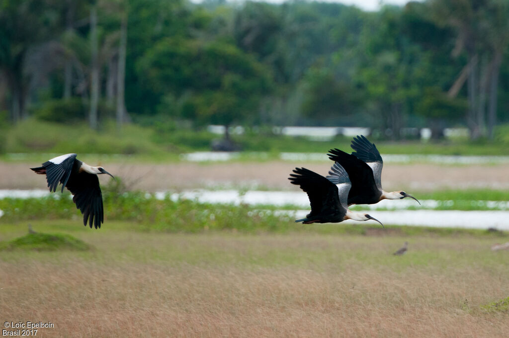 Buff-necked Ibis