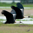 Ibis mandore