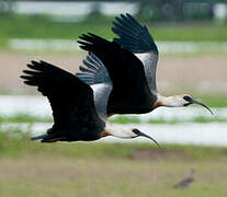 Buff-necked Ibis